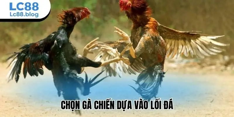 Chọn gà chiến dựa vào lối đá