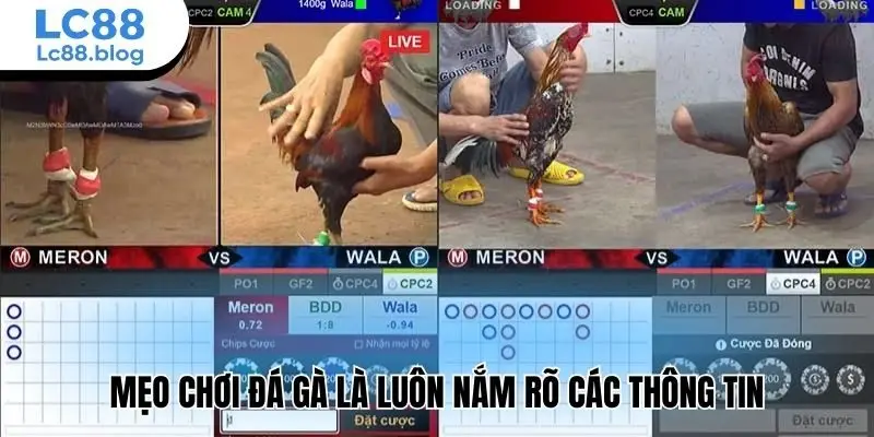 Mẹo chơi đá gà là luôn nắm rõ các thông tin