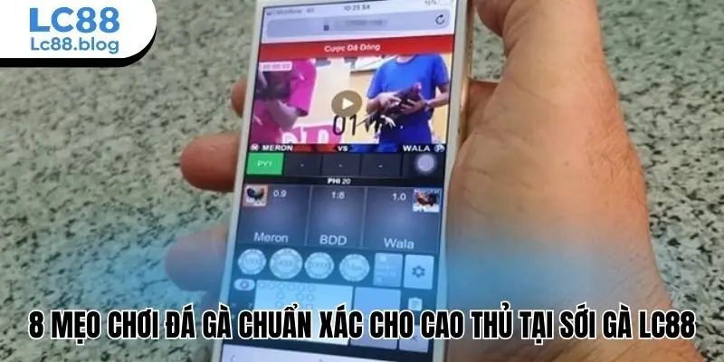 mẹo chơi đá gà