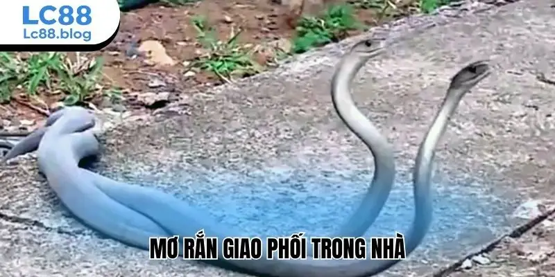 Mơ rắn giao phối trong nhà