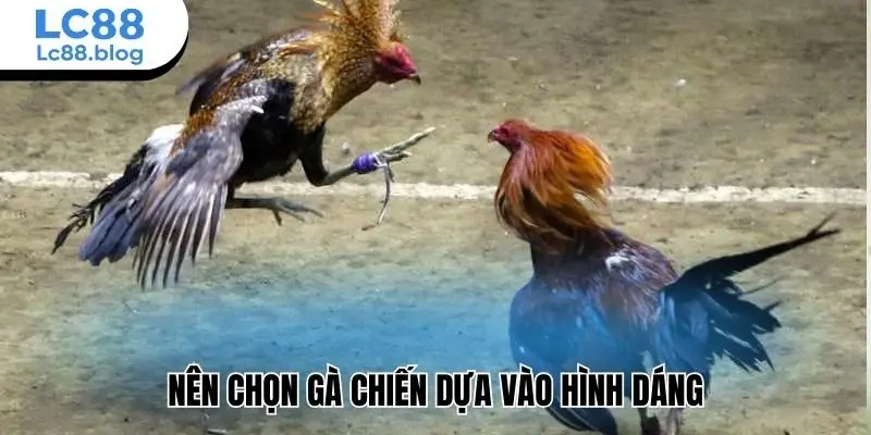 Nên chọn gà chiến dựa vào hình dáng