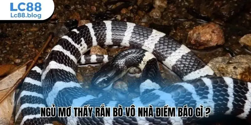 ngủ mở thấy rắn bò vô nhà